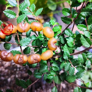 天然玉化金佛草菩提子 金色金佛草菩提 金佛珠 元宝菩提 牛头菩提