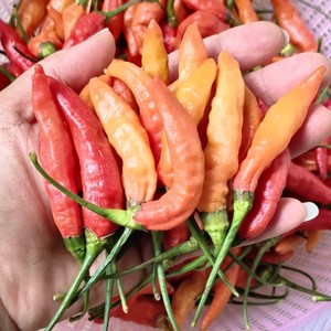 粤北南雄新鲜霸王辣劲辣红辣椒指天椒朝天椒小米椒 韶关特产