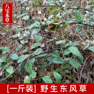 广西野生现采东风草一斤新鲜千里光大头艾纳香千里光东风草中草药