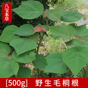 广西中草药材野生毛桐根500g包邮猪糠木木叶树根下单现挖可单买叶