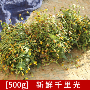 广西野生中草药千里光500g新鲜九里明现采九里明泡脚黄花母九龙光