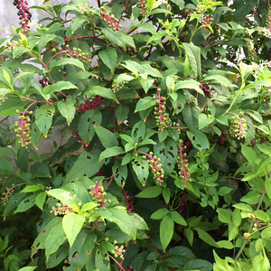 野生商陆 500克新鲜枝叶包邮 山萝卜 见肿消 土人参 丑大黄 章柳