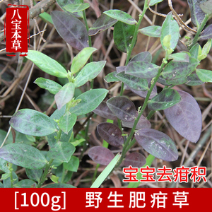 广西野生中草药新鲜现采华南远志100g宝宝去疳积蒸鱼用肥疳草包邮