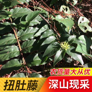 扭肚藤新鲜广西中草药谢三娘现摘 白花茶 白金银花假素馨青毛毛茶