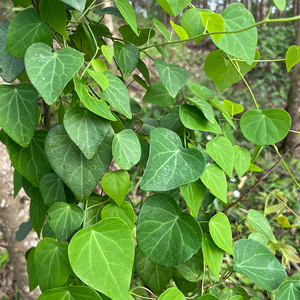 天然深山千金藤新鲜金线吊乌龟500g田鸡草现采粪箕笃飞天雷公草药