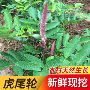 新鲜现采猫尾草嘢生虎尾轮根500克广西中草药石参根狗尾射老虎尾
