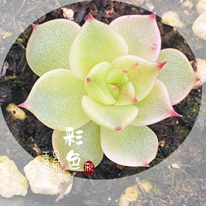 新品杂交多肉种子 海妖 海琳娜x东云 长睫毛蜡质透亮 有出锦机率