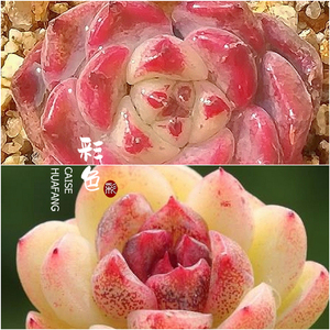 较少的杂交种子 沙罗姬x黑玫瑰 库存为实际库存 35元包邮