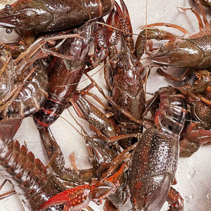 302人付款淘宝潜江小龙虾鲜活清水活虾567钱小龙虾养殖水产新鲜青虾3