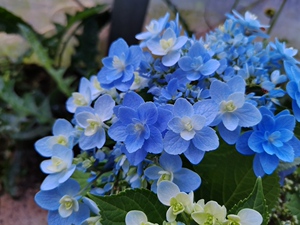 清风园艺庭院花园绿植物重瓣大花绣球新品种花苗 水天一色 小苗