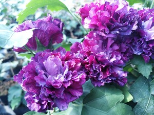 花园植物灌木:紫色重瓣木槿
