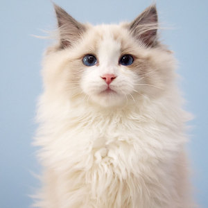 花生米弟弟蓝双布偶猫弟弟花生米宠物猫蓝眼睛长毛