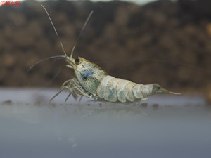 蓝金刚水晶虾