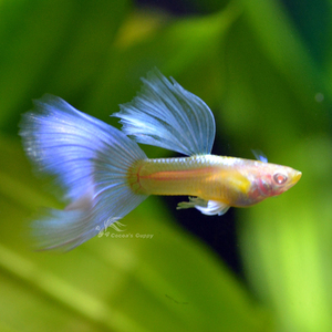 000人付款淘宝热带孔雀鱼熊猫精灵安哥拉斯珊瑚精灵黄蕾丝玻璃猫日本