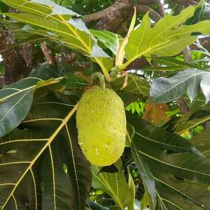 海南 新鲜 当季面包果水果 食用水果 稀有水果 现摘现发顺丰
