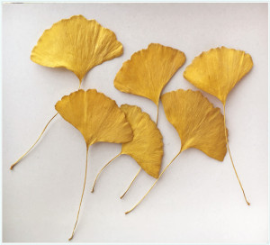 黄色银杏叶子落叶枯叶植物标本干花材包手工diy押花压花教学摄影
