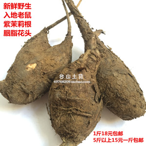 新鲜紫茉莉根入地老鼠500克钻地老鼠花粉头粉子头胭脂花头水粉头