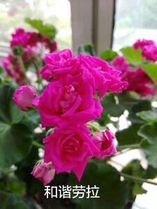 直立天竺葵 和谐劳拉