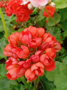 直立天竺葵    潘多拉  红郁