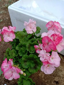 直立天竺葵 艾比盖公主