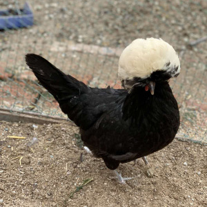 【白头翁帽子鸡】白头翁帽子鸡品牌,价格 - 阿里巴巴