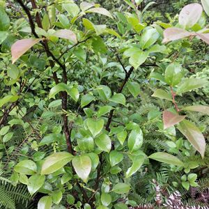 南烛叶树苗野生新鲜特产乌米饭叶子黑米饭现摘现发黑米饭叶南烛叶