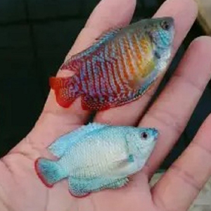 蓝丽丽鱼泰国印度五彩花血红丽丽鱼公母一对种鱼可繁殖新手不打氧