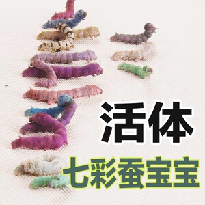 七彩蚕宝宝活体天然彩蚕白色桑蚕活蚕金丝活蚕大蚕小蚕包邮包活