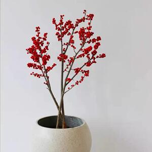 北美冬青树苗年宵花卉相思豆春节圣诞鲜花盆栽地栽红果富贵籽发财