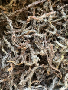 冷背野生中草药白毛蛇根中药材白毛骨碎补阴石蕨石奇蛇石蚕