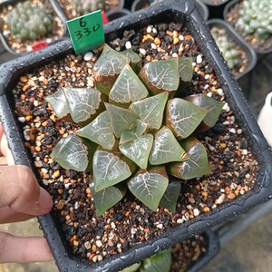 萌肉十二卷干养小叶木叶克里克特寿纹路清晰透窗一物一拍多肉植物