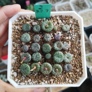 萌肉肉锥安贞混合密纹黑点荷叶泡泡一物一拍多肉植物带盆栽好