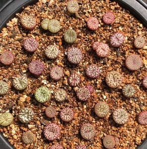 00顺小彩淘宝2022安贞肉锥