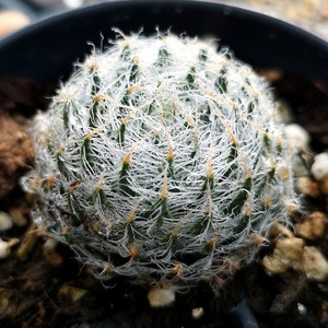 萌肉十二卷毛绒系列黑熊戴安娜钢丝球原始种一物一拍多肉植物带盆