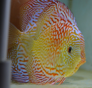 七彩神仙鱼热带鱼观赏鱼东北辽宁大连 密纹红钻鱼苗成鱼