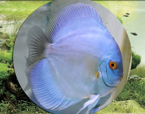 七彩神仙鱼热带鱼观赏鱼东北辽宁大连 天子蓝鱼苗成鱼