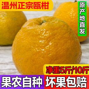 新鲜温州瓯柑农家自种苦橘当季孕妇水果正宗欧柑苦桔特产10斤5斤