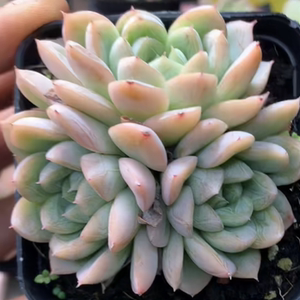 白杜 多肉植物 一物一拍 暗纹月影系 单头双头 肉满楼版