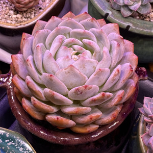 橙梦露大橙子多肉植物雪天使一物一拍绿植盆栽