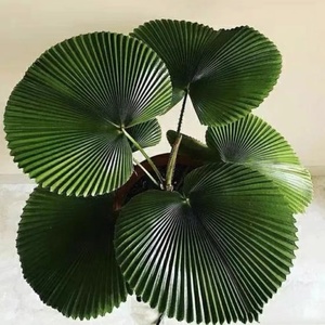 【蒲葵苗】蒲葵苗品牌,价格 - 阿里巴巴