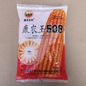康农玉508杂交玉米种子大田高产饲料玉米种籽矮杆大棒白轴深马齿