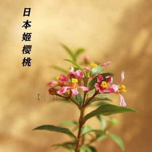 日本迷你微植物盆景盆栽阳台窗台小植物会开花 懒人好养 姬樱桃