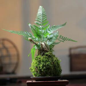 苔藓球苔玉文竹厥类小叶达摩九里香喜阴室内办公桌好养植物山野草