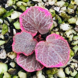 小辣椒植物园日本品种进口虎耳草 御所车 红边边 粉色边 会变色