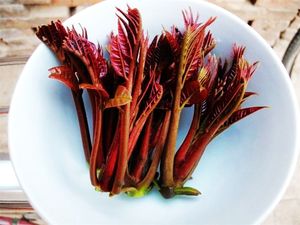 2022年头茬露天红香椿芽红油香椿菜包嫩新鲜上市现摘野生香椿现货