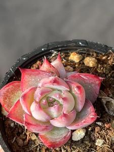 双头惊鸿仙子 卡西乌斯锦一物一拍卡西欧 韩国进口精品多肉植物