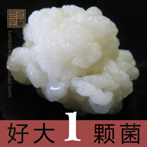 2厘米8颗西藏雪莲菌藏灵菇菌kefir开菲尔菌自制酸奶发酵乳酸菌种