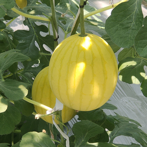 黄皮西瓜种籽子孑礼品小西瓜种孑黄瓤黄心黄肉黄色早熟春季水果