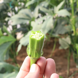 黄秋葵种籽子苗孑四季播阳台盆栽秧苗红绿水果秋葵春季蔬菜苗树苗