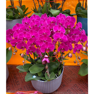 蝴蝶兰盆栽组盆春节送礼高档花卉盆栽郑州专车送货年宵花新年礼物